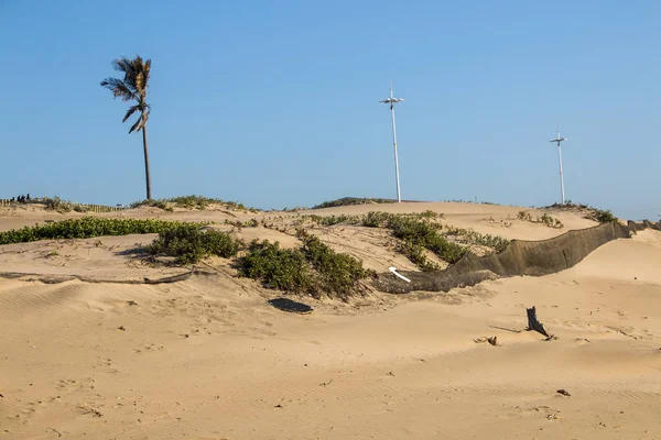 Palme auf Düne wird saniert — Stockfoto