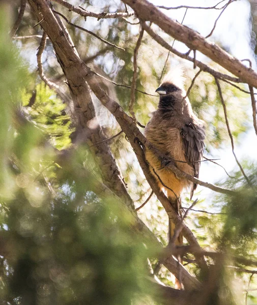 Mousebird sentado entre ramas de abeto —  Fotos de Stock