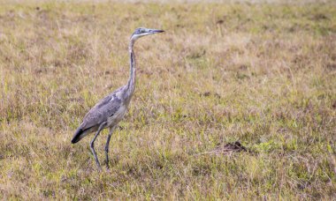 Grassland 'da Gri balıkçıl