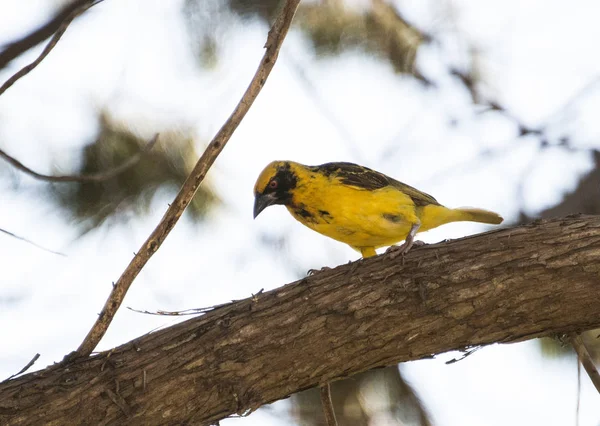 Pájaro tejedor encaramado en abeto —  Fotos de Stock