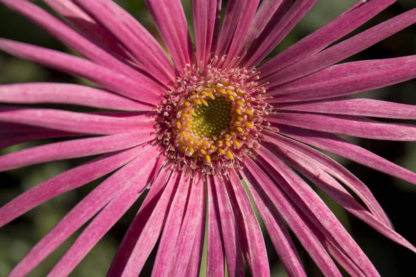 Closeup de Flor de Barberton Daisy — Fotografia de Stock