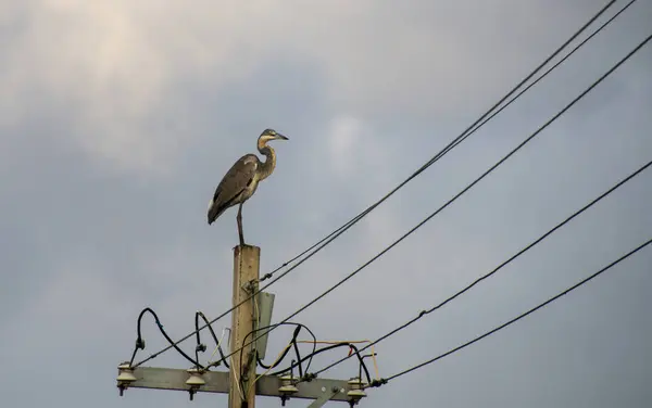 Šedá volavka sedící na vrcholu elektrického sloupu — Stock fotografie