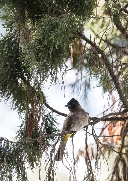 Blackeyed Bulbul Siedząc na gałęzi Fir Tree — Zdjęcie stockowe