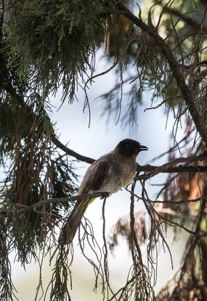 Blackeyed Bulbul Siedząc na gałęzi Fir Tree — Zdjęcie stockowe