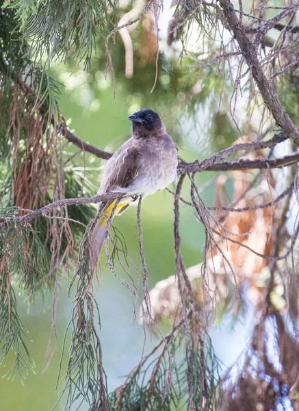 Blackeyed Bulbul Siedząc na gałęzi Fir Tree — Zdjęcie stockowe