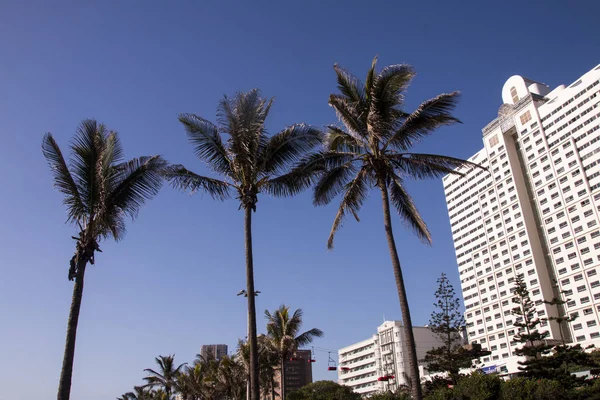 Palmeras y Hoteles Contra Blue Skyline — Foto de Stock