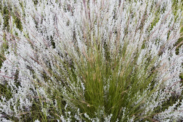 Nahaufnahme Einheimischer Gräser Und Pflanzen Südafrikas — Stockfoto