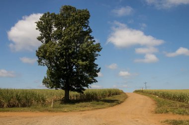 Şeker kamışı ile çevrili çakıl yolunun kenarındaki uzun ağaç.