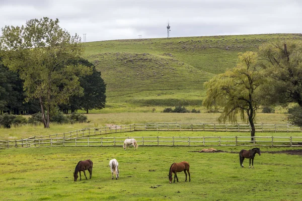 Caballos Pastando Prados Herbáceos Tierras Cultivo — Foto de Stock