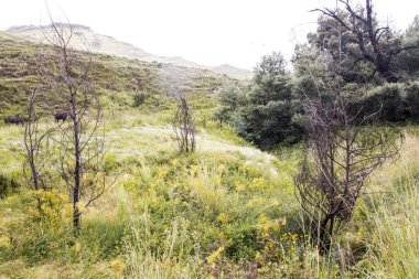Yerli çiçekleri ve yapraksız ağaçları olan otlaklar