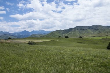 Yerli otlaklar ve dağlı çiçekler.