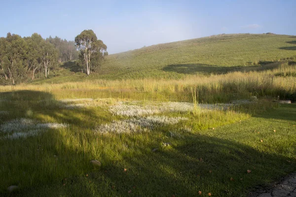 Äng Inhemska Gräs Och Blomster Med Träd Och Kulle Bakgrunden — Stockfoto