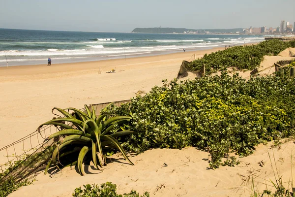 Vegetatie Die Duinrehabilitatie Vormt Aan Kust Van Durban — Stockfoto