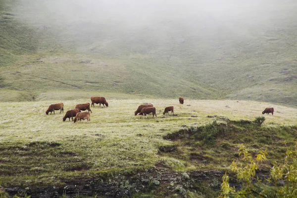 Tehenek Legeltetése Terepen Kora Reggel Drakensbergben — Stock Fotó