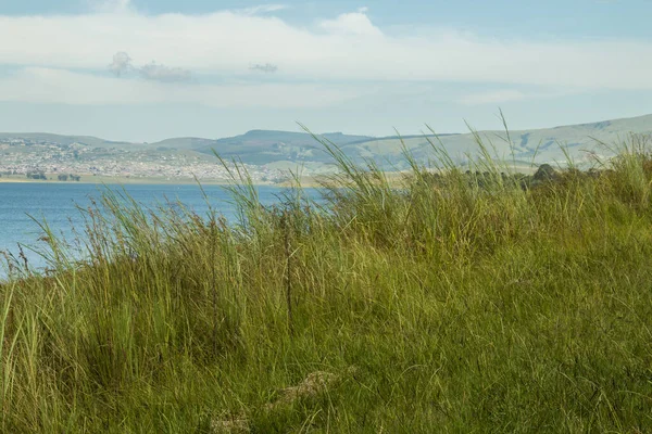 Lange Groene Gras Groeien Oevers Van Midmar Dam — Stockfoto