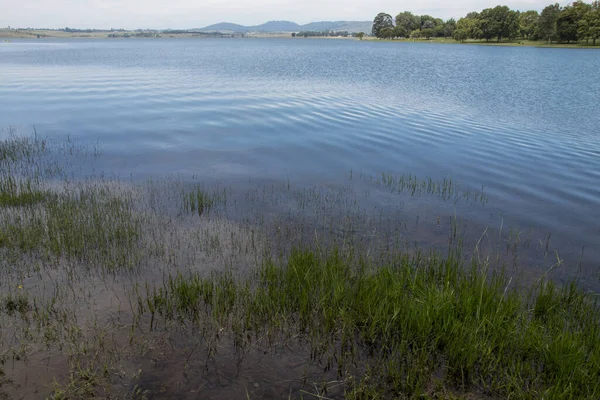Green Grass Growing Shallow Water Midmar Dam — Stock Photo, Image
