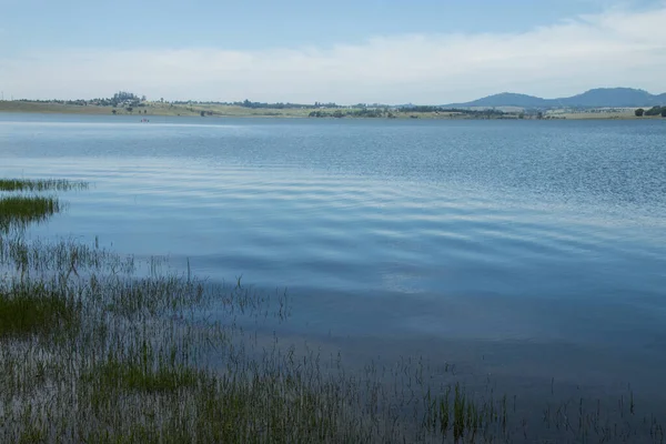 Geniş Midmar Barajı Nın Sığ Sularında Yetişen Yeşil Çimenler Telifsiz Stok Imajlar