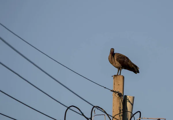 Hadeda Ibis Empoleirado Cima Poste Eletricidade — Fotografia de Stock