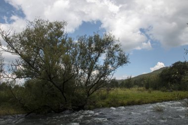Şiddetli yağmurlardan sonra akan nehir ve kıyıda ağaçlar