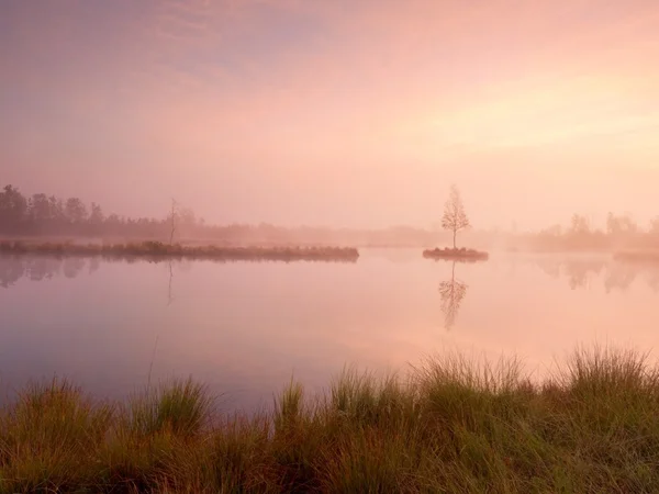 Jovem bétula na ilha no meio do lago do pântano. Manhã roxa com água tranquila — Fotografia de Stock