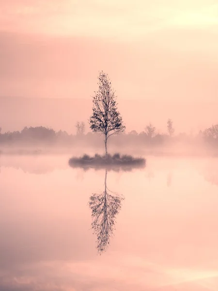Young birch tree on island in middle of swamp lake. Purple morning  with peaceful water — Stock Photo, Image