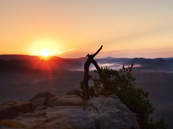 Amanecer de otoño en rocas de arenisca, pino roto. Valle de la caída de Sajonia — Foto de Stock