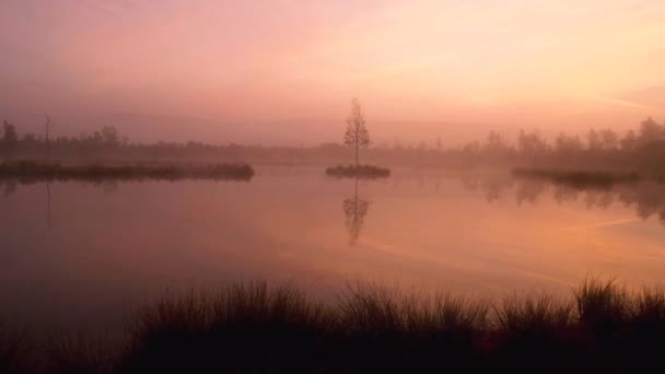 Jonge berken boom op eiland in het midden van moeras lake. Paarse ochtend met vreedzame waterniveau in mysterieuze bos. Verse groene kleur van kruiden en gras, zware wolken in de hemel. — Stockvideo