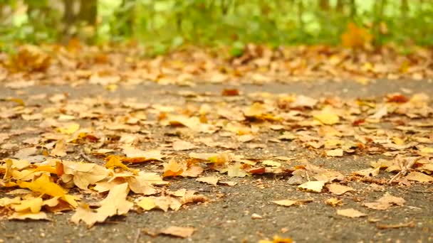 Chemin dans le parc, bouleau, hêtres et érables feuilles sur le sol. Chaussures de course courir en arrière-plan. Mouvement lent de la caméra contrôlé par curseur — Video