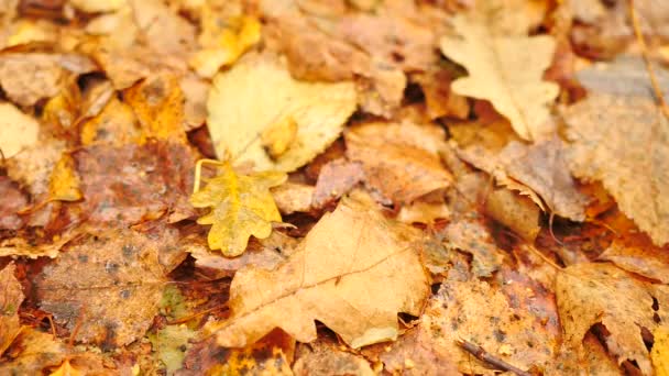 공원에서 통로, 노란색과 오렌지 썩은 자작나무 바닥에 나뭇잎. 세부 정보 보기입니다. 느린 슬라이더 컨트롤 카메라 움직임 — 비디오