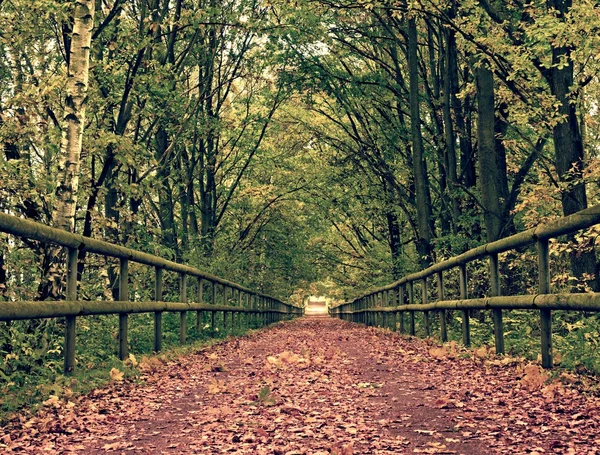 Sentier forestier sous les arbres verts jaunes. Après-midi d'automne en forêt après la pluie — Photo