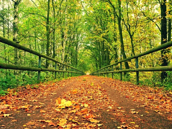 Forest path bellow green yellow trees. Fall afternoon in forest after rain — Stock Photo, Image