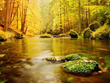 Kayalar düşmüş yaprakları ile. Sonbahar dağ nehir. Kayınlar, maples ve ağaç yaprakları.