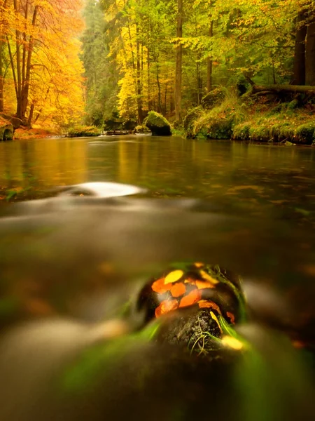Autumn beeches and  aspen leaves on boulder in mountain stream. Cold water — Stock Photo, Image