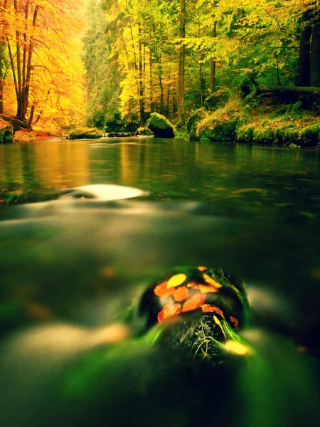 Herbstbuchen und Espenblätter auf Felsbrocken im Gebirgsbach. kaltes Wasser — Stockfoto