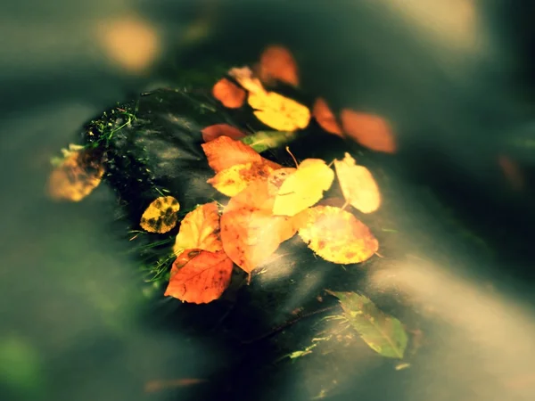 Autumn beeches and  aspen leaves on boulder in mountain stream. Cold water — Stock Photo, Image