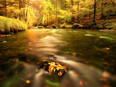 Sonbahar dağ nehir. Bulanık dalgalar, yosunlu taşlar