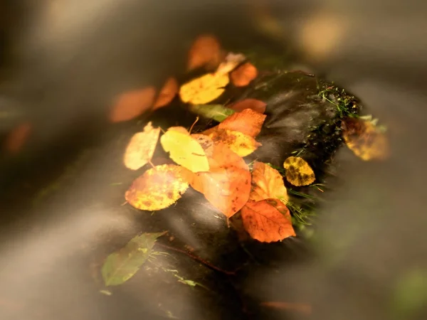 Herfst beuken en aspen bladeren op boulder in bergbeek. Koud water — Stockfoto