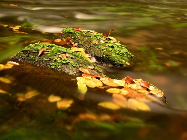 五颜六色的叶子捉住在山河, 秋天颜色在溪. — 图库照片