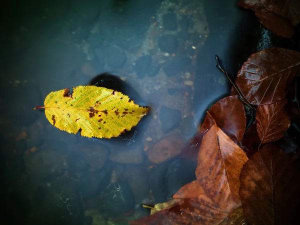 Couleurs d'automne. Feuille jaune de hêtre mort capturée dans l'eau froide. S — Photo