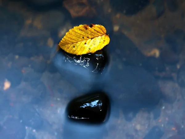 Cores de outono. Morte faia folha amarela capturado em água fria. S — Fotografia de Stock