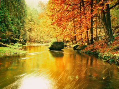 Sonbahar renkli orman dağ nehir yukarıda. Yaprakları ağaçların altında su.
