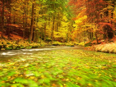 Sonbahar doğa. Dağ nehir su, renkli düşük düzeyde ile ormanda bırakır 