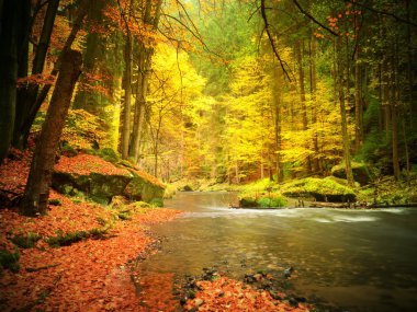 Dağ nehirde düşmek. Su seviyesi düşük, canlı renkli yaprakları ile çakıl. Yosunlu kayanın