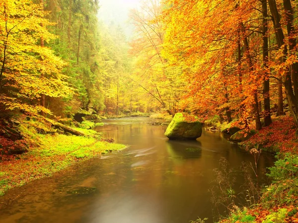 Jesień kolorowy las powyżej górskiej rzeki. Woda pod liśćmi drzew. — Zdjęcie stockowe