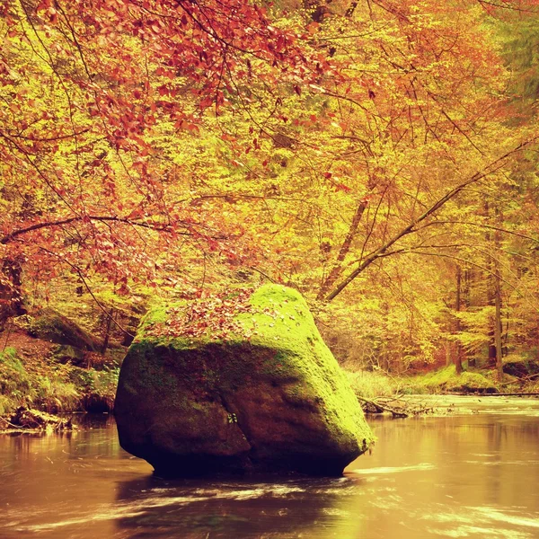 Autunno foresta colorata sopra fiume di montagna. Acqua sotto alberi di foglie . — Foto Stock