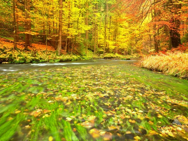 Herbstliche Natur. Gebirgsfluss mit niedrigem Wasserstand, bunte Blätter im Wald — Stockfoto