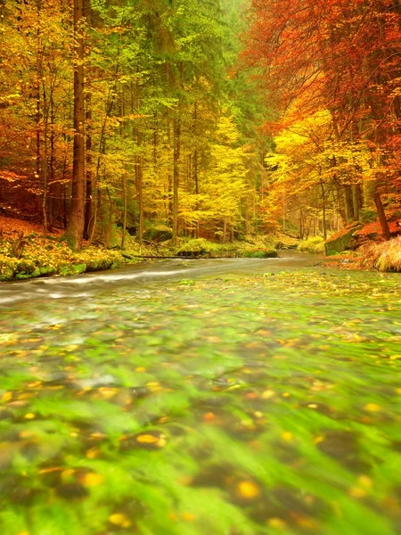 Herbstliche Natur. Gebirgsfluss mit niedrigem Wasserstand, bunte Blätter im Wald — Stockfoto