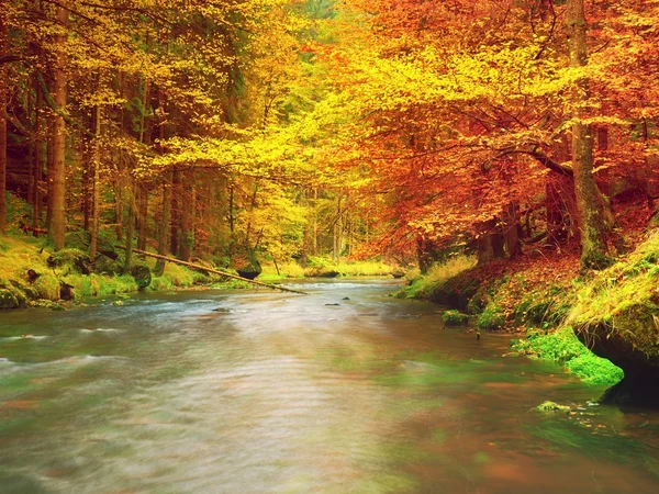 Bosque colorido de otoño sobre el río de montaña. Agua bajo las hojas árboles . —  Fotos de Stock