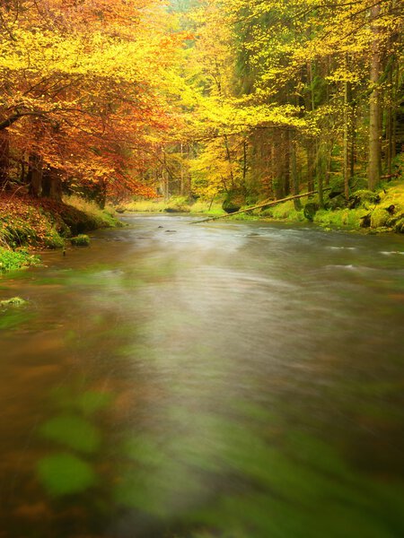 Autumn nature. Mountain river with low level of water, colorful leaves in forest 