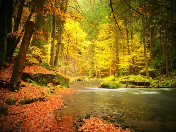 Fall at mountain river. Low level of water, gravel with vivid colorful leaves. Mossy boulder — Stock Photo, Image